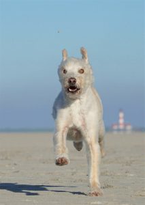 Hund rennt über Strand, im Hintergrund Leuchtturm