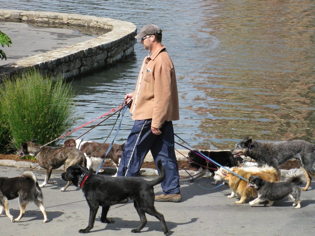 Mann geht mit vielen Hunden spazieren Gassi